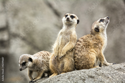 Meerkats © Michael Shake