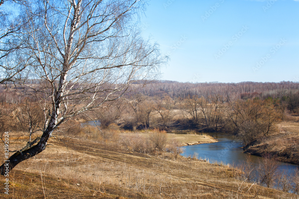 Birch on the river bank in a sunny day in the early spring