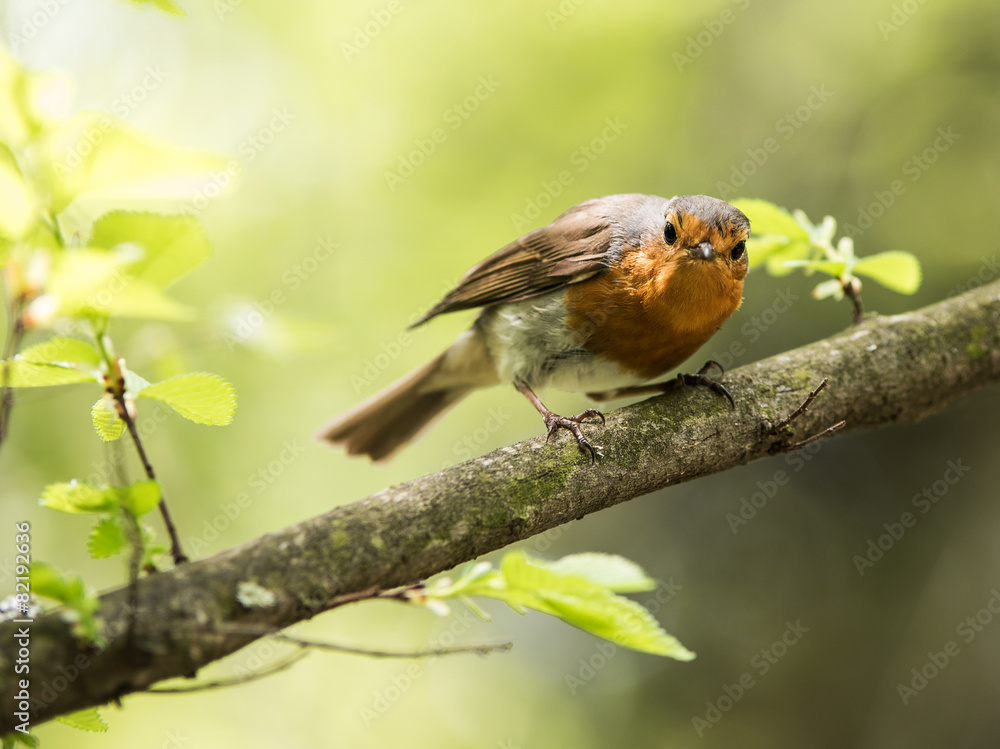 Obraz premium Wild bird on the branch
