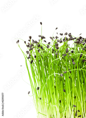 isolated bunch of garlic chives