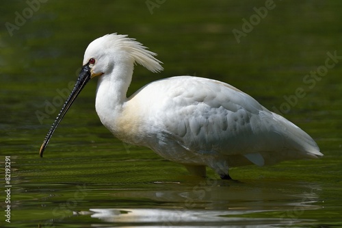 Wallpaper Mural spatola Torontodigital.ca