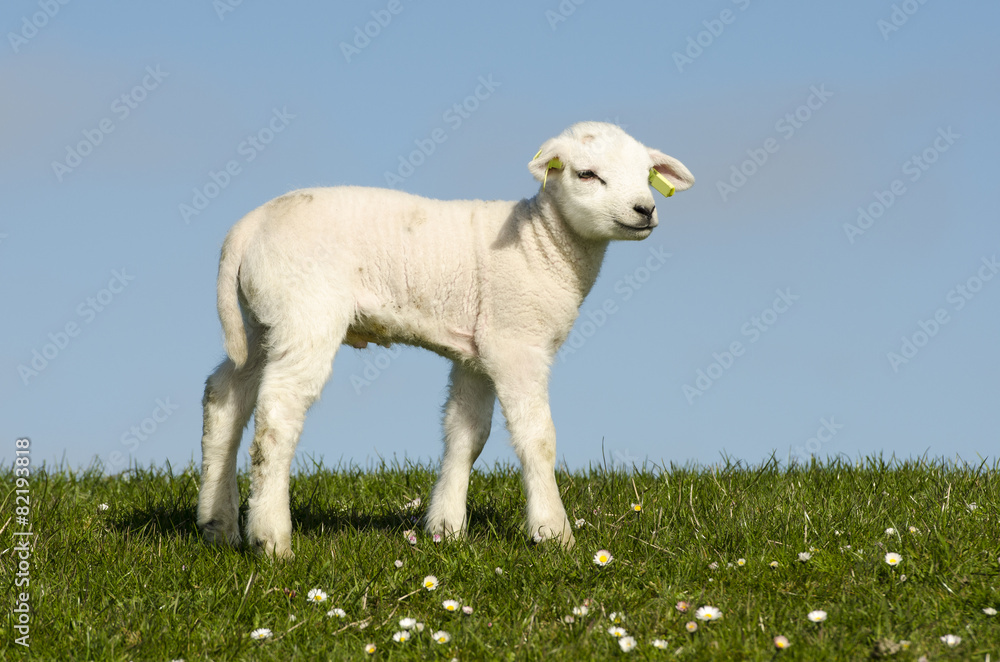 Obraz premium Little lamb on a dike along the Dutch coast