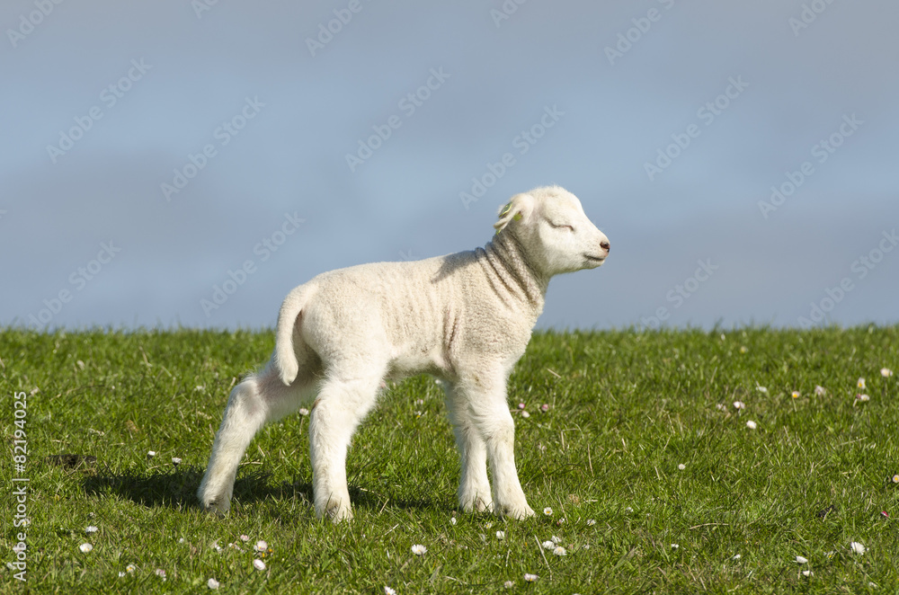 Little lamb on a dike along the Dutch coast Little lamb on a dike along the Dutch coast