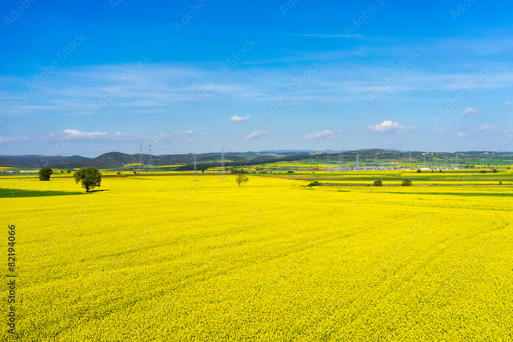 aerial view rural landscape with blooming rape at the north Gree aerial view rural landscape with blooming rape at the north Gree
