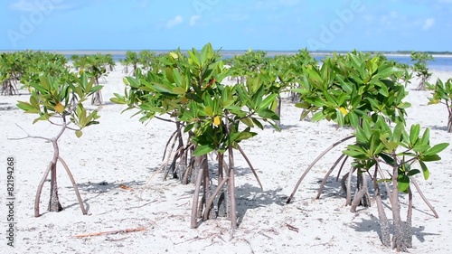 Young mangroves exposed at low tide in shallow tropical bay