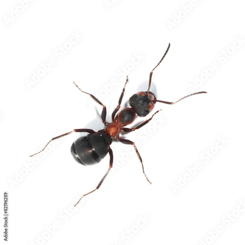 red ant isolated on white background (Formica rufa)