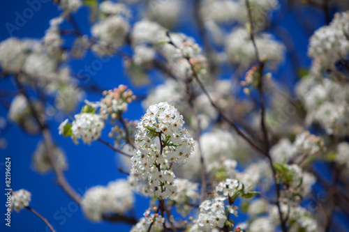 Cherry blossom © Maxim Malevich