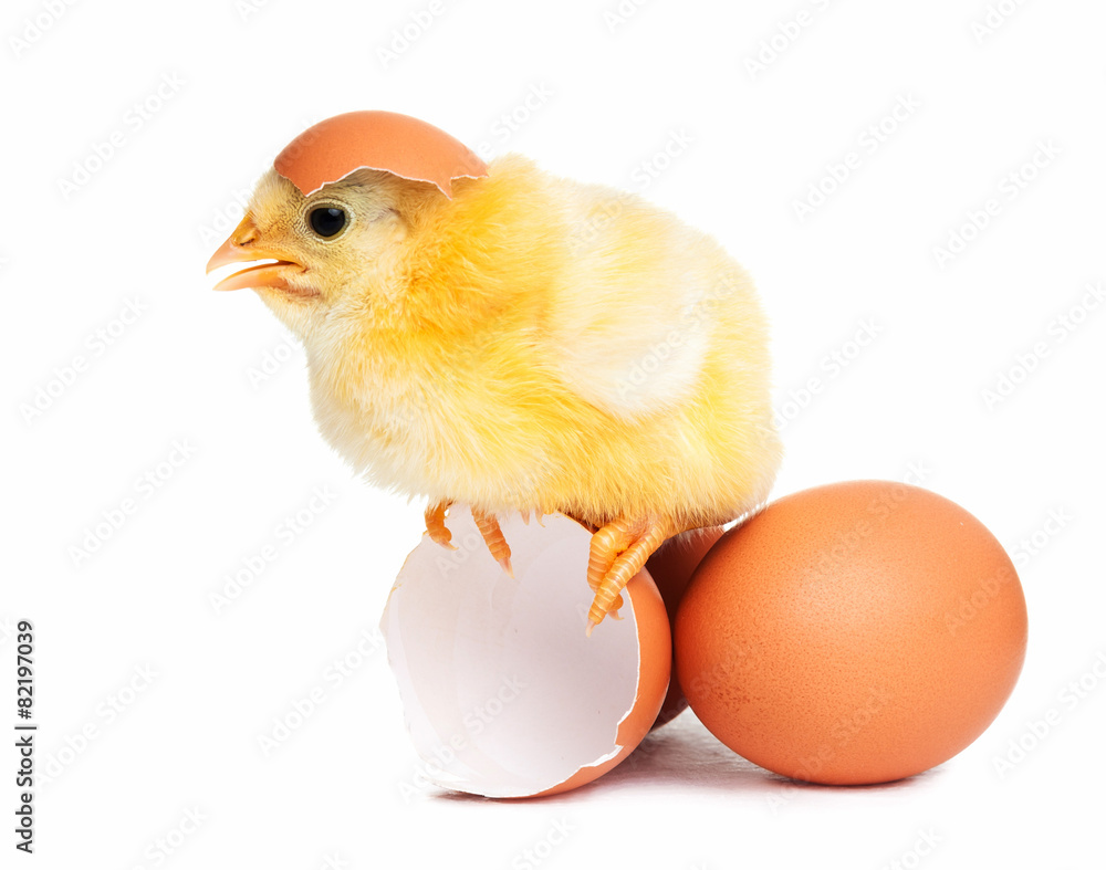 Fototapeta premium Cute chick isolated with eggs