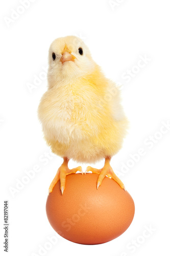 Billede på lærred Cute easter chick with egg
