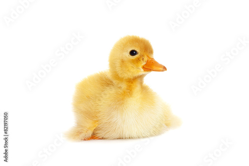 Cute fluffy duckling