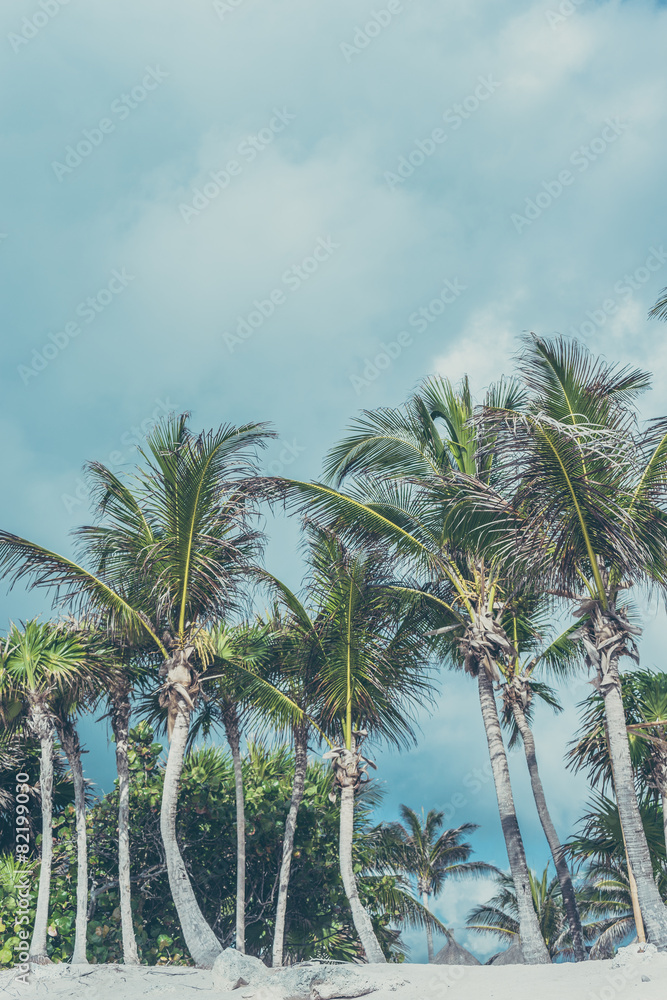Fototapeta premium Palm trees