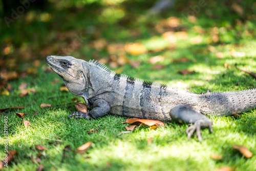 Closeup of iguana © ehaurylik