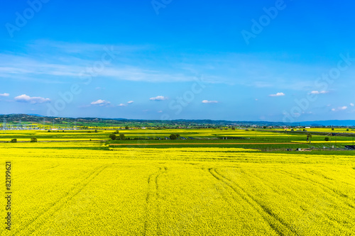aerial view rural landscape with blooming rape at the north Gree