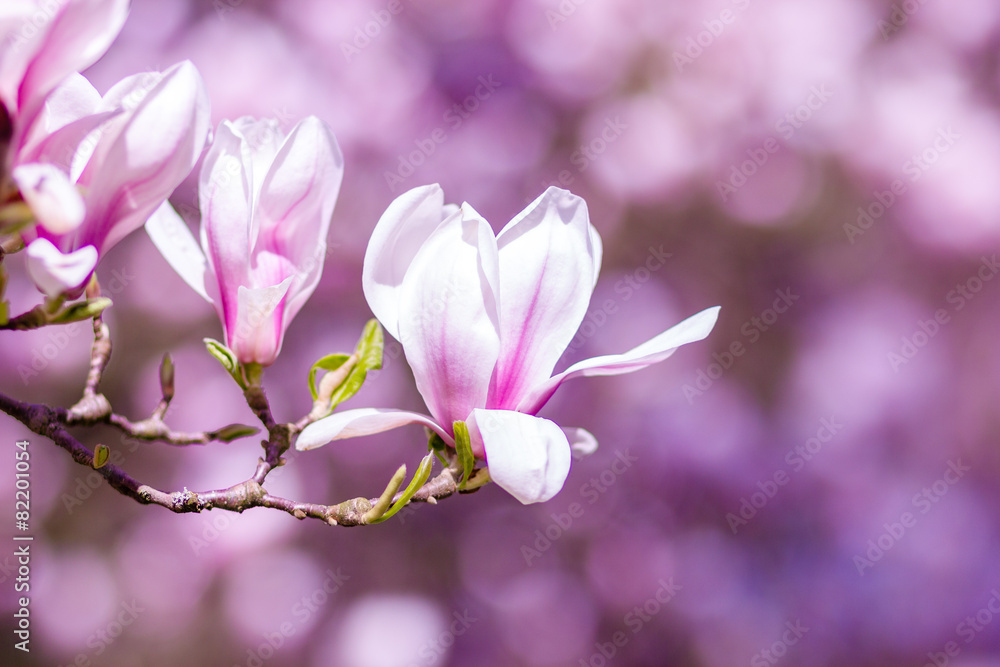 Fototapeta premium Magnolia Blossoms Background