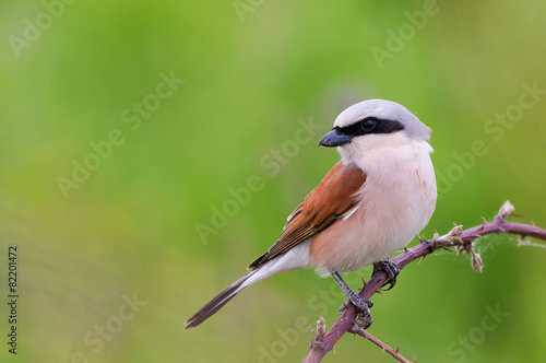 Red-backed Shrike