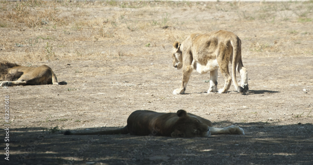 Fototapeta premium Leones descansando