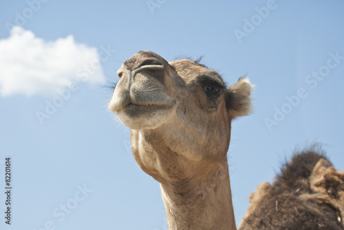 Camello © dancodan