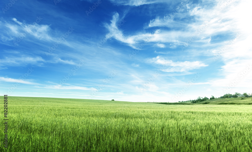 Obraz premium field of barley