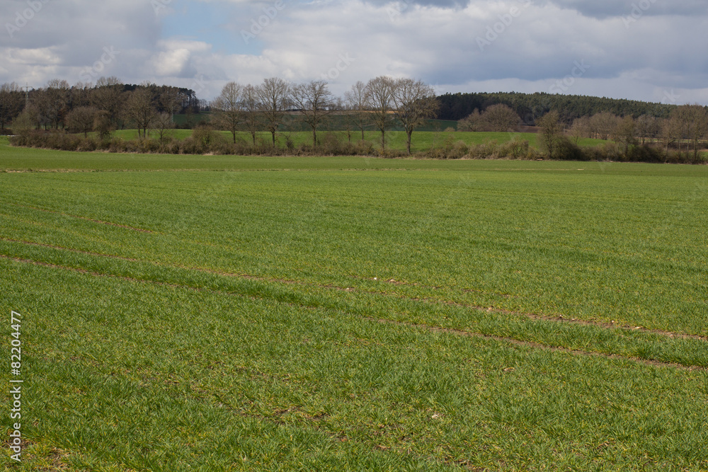 spring landscape