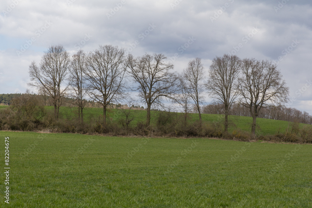 spring landscape spring landscape