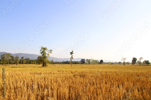 Harvested rice field