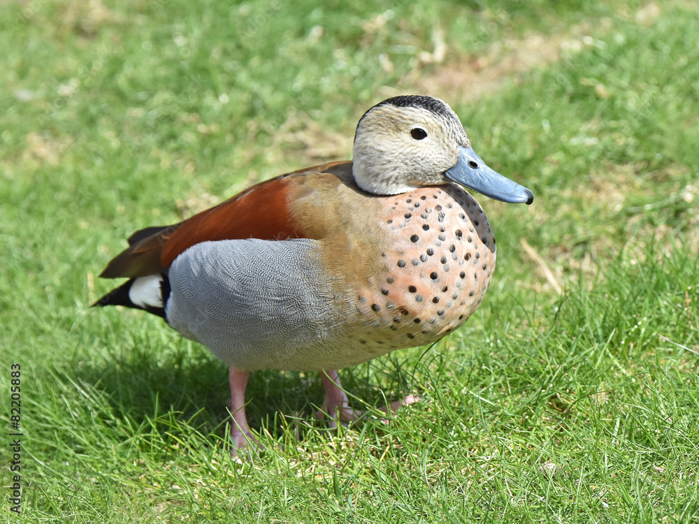 Ringed teal (Callonetta leucophrys) Ringed teal (Callonetta leucophrys)