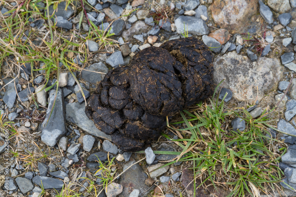 Fresh sheep droppings Fresh sheep droppings