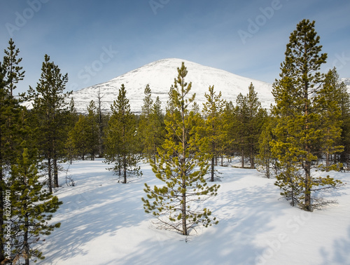 conifer trees in snow with mountain behind