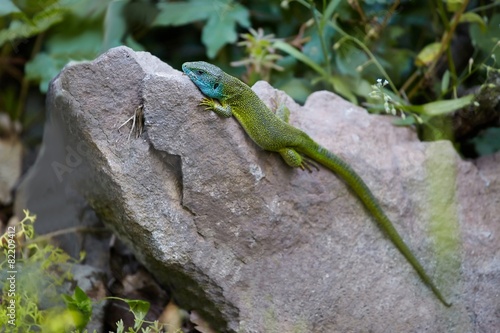 Green Lizard Resting