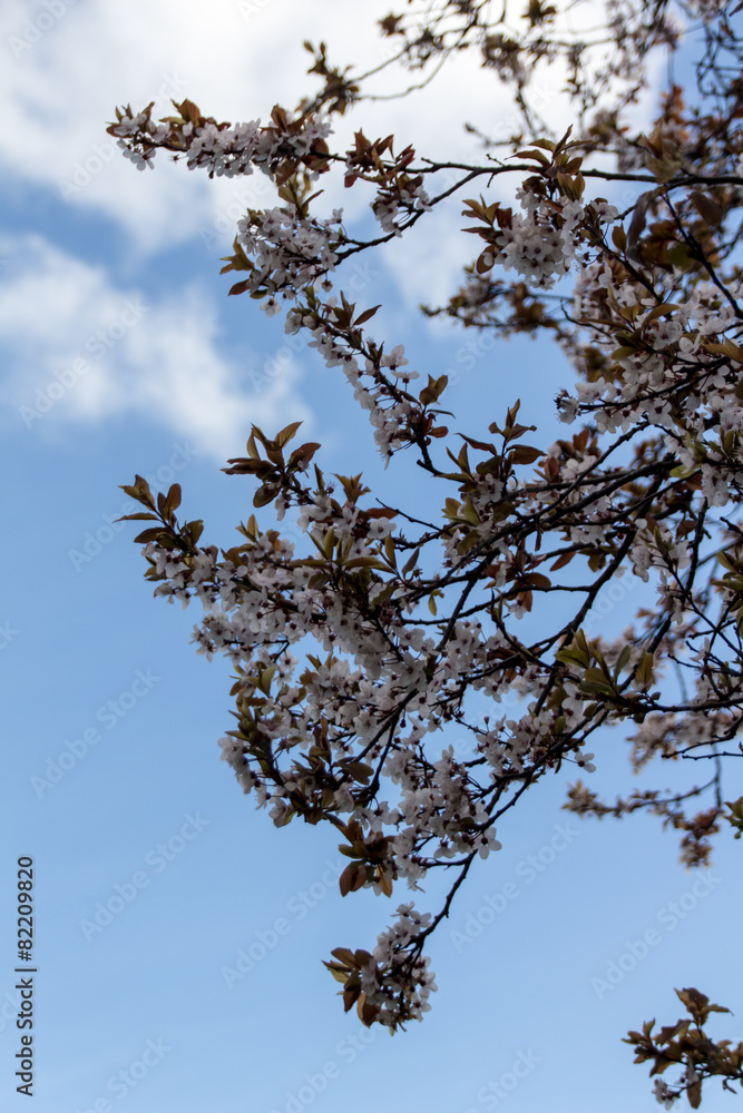 Beautiful blossoms on a tree in Dublin, Ireland, 2015 Beautiful blossoms on a tree in Dublin, Ireland, 2015