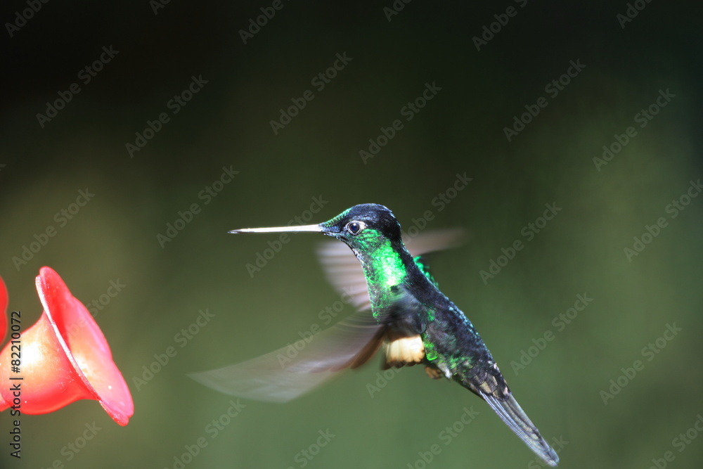 Fototapeta premium Buff-winged Starfrontlet (Coeligena lutetiae) in Ecuador