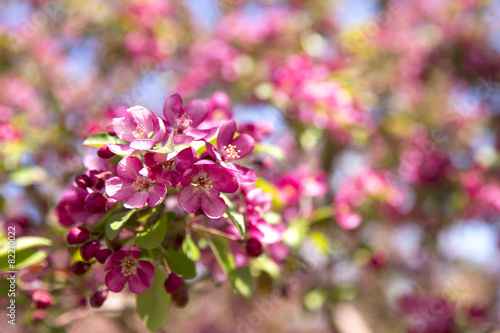 pink crabapple blossom