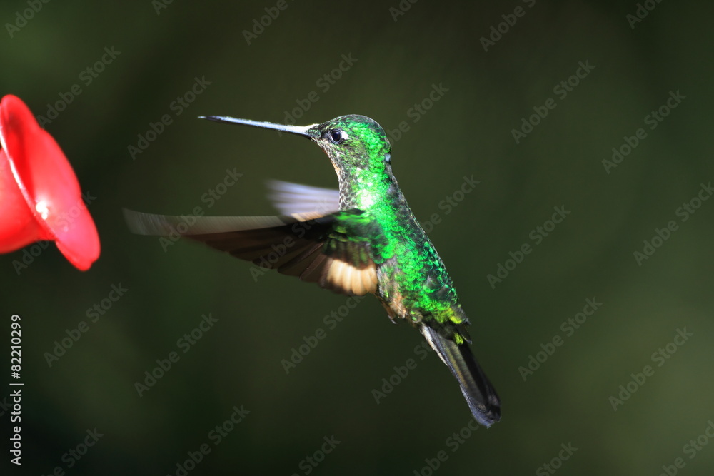 Fototapeta premium Tyrian Metaltail (Metallura tyrianthina) in Ecuador