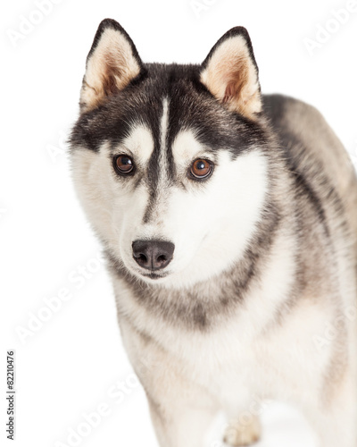 Closeup Of Beautiful Siberian Husky Dog © adogslifephoto