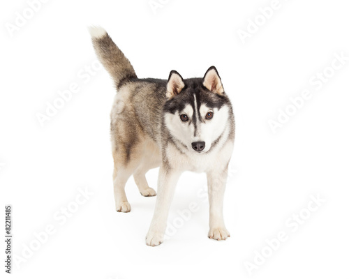 Energetic Looking Siberian Husky Dog