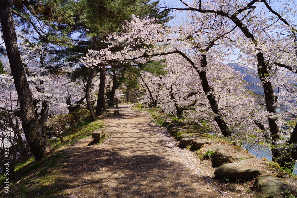 鶴ヶ城 桜 鶴ヶ城 桜