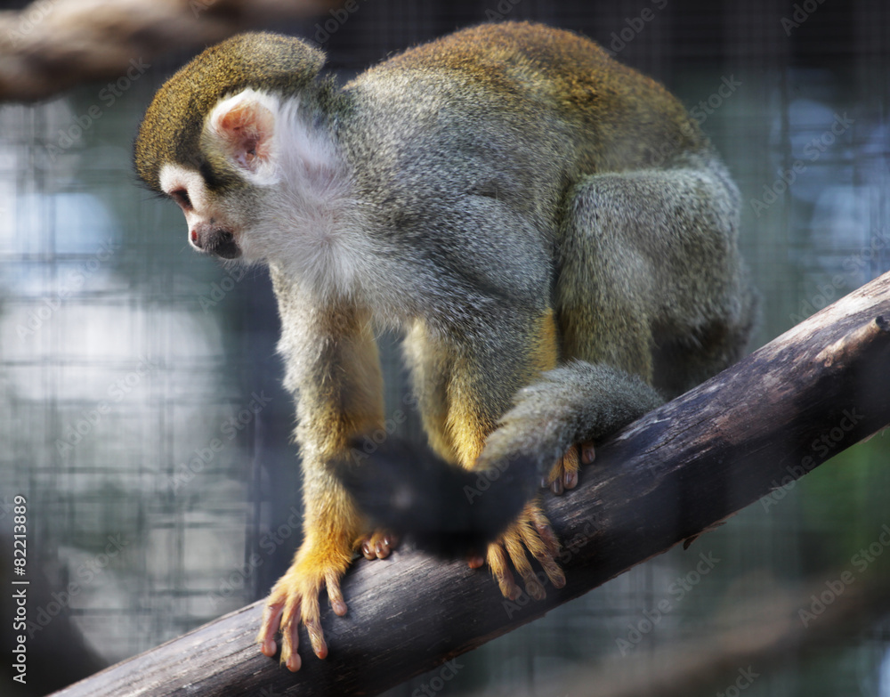 Fototapeta premium Squirrel monkey in zoo