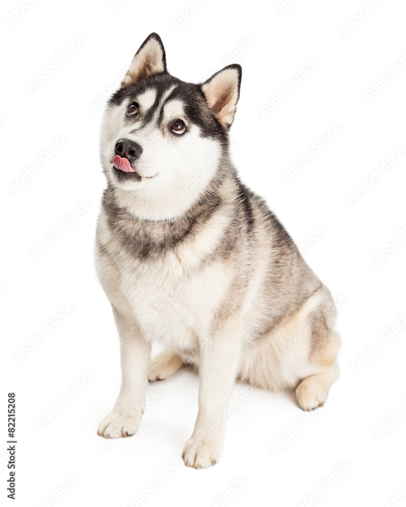 Siberian Husky Dog Licking Its Lips