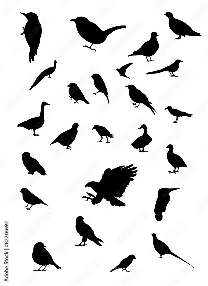 Obraz premium Vögel