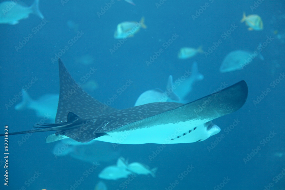 Obraz premium Stingray