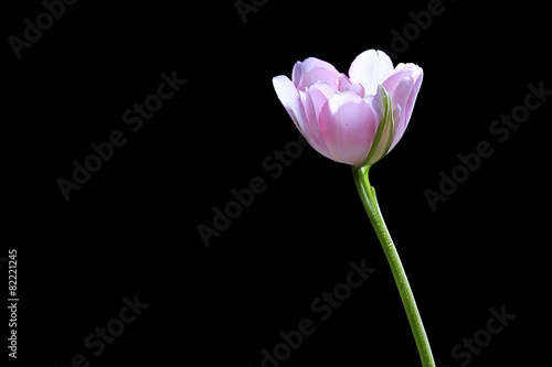 Fresh tulip on black background
