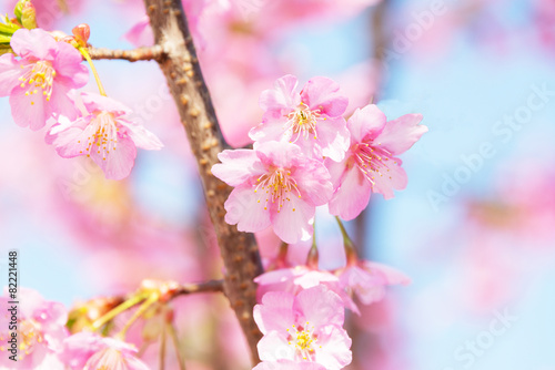 Close Up Cherry Blossoms Against the Sky