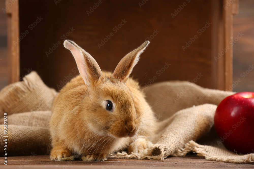 Obraz premium Little rabbit on wooden background
