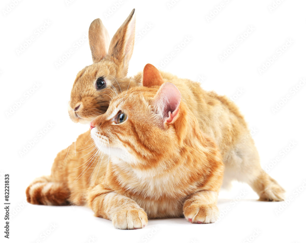 Red cat and rabbit isolated on white Red cat and rabbit isolated on white