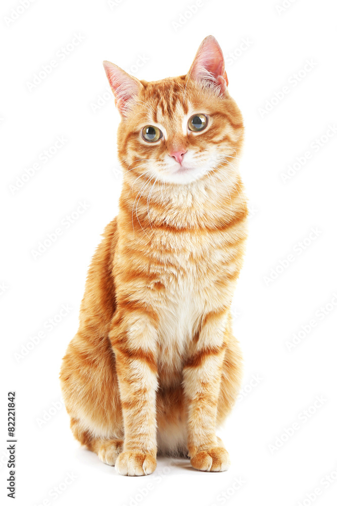 Fototapeta premium Portrait of red cat isolated on white