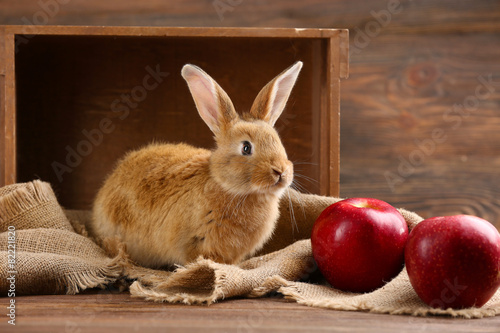 Little rabbit on wooden background