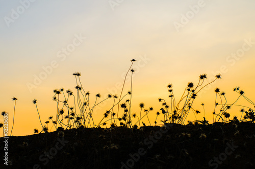 grass silhouettes, grass silhouettes background with sun set.