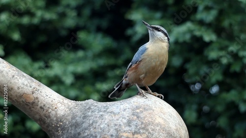Wood Nuthatch (Sitta europaea) - Proud winner