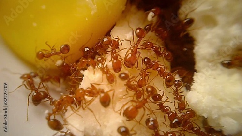 Fire Ants Swarm Macro 7B photo