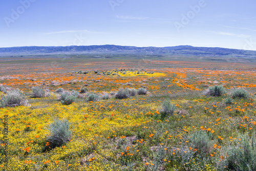 Fotografija California Poppies -Eschscholzia californica